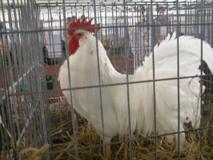 Photo446 - 20-Leghorn alb