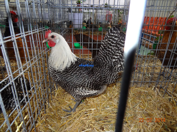 DSC06265 - u EXPO BRASOV 2014