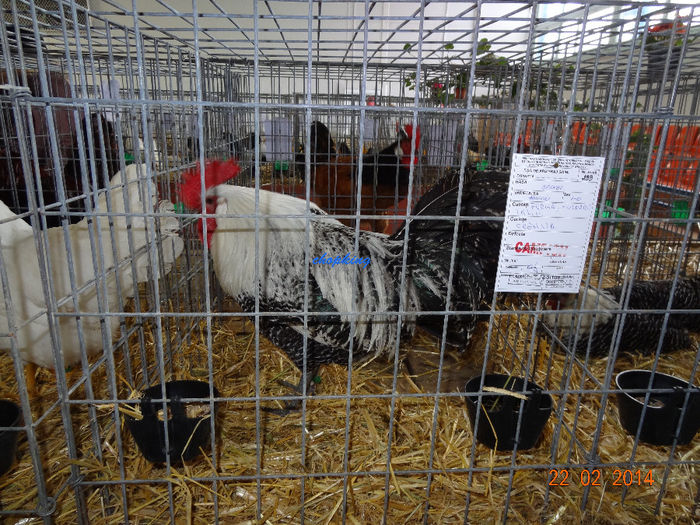 DSC06266 - u EXPO BRASOV 2014