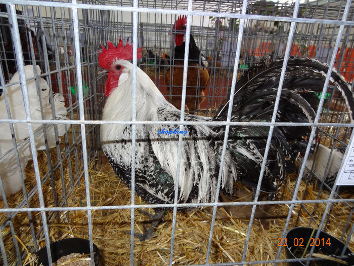 DSC06267 - u EXPO BRASOV 2014