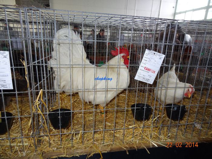 DSC06268 - u EXPO BRASOV 2014