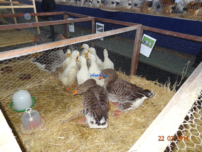 DSC06288 - u EXPO BRASOV 2014