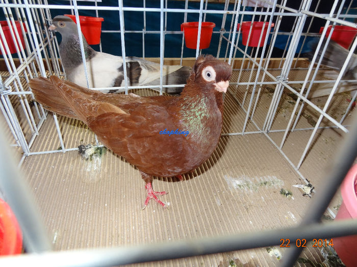 DSC06330