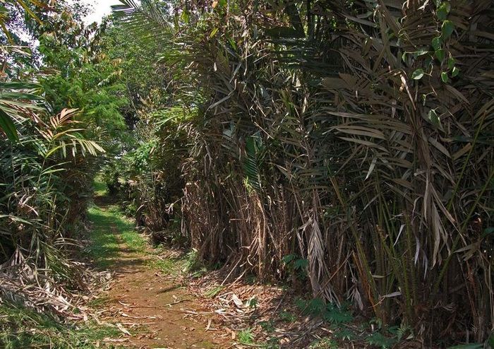 Salak-plantatie; (Salacca zalacca)fructul se mai numeste si fructul sarpe
