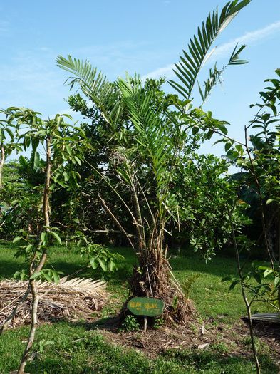Salak; (Salacca zalacca)este un palmier
