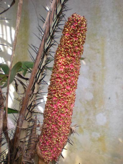 Salak-flori masculine; (Salacca zalacca)
