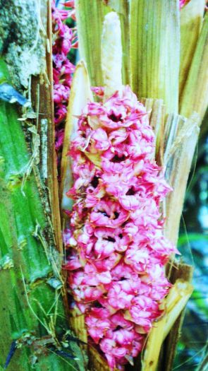 Salak-flori feminine; (Salacca zalacca)
