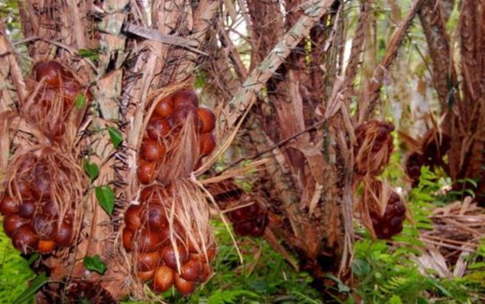 Salak-fructe; (Salacca zalacca)gust dulce,usor acid;la peste,pui,carne de porc
