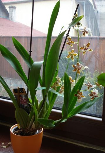 colmanara- februarie 2014 (1) - phalenopsis si alte orhidee