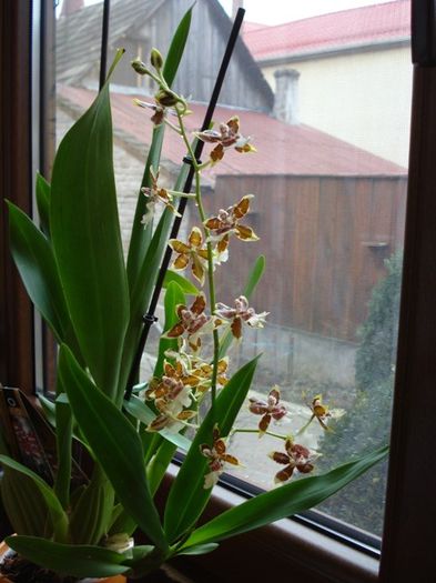 colmanara- februarie 2014 (2) - phalenopsis si alte orhidee