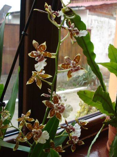 colmanara- februarie 2014 (3) - phalenopsis si alte orhidee