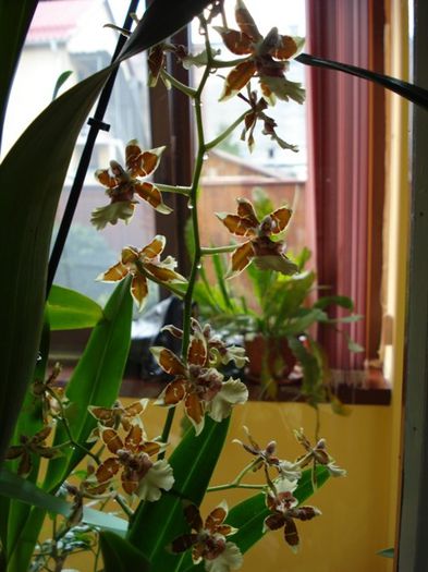 colmanara- februarie 2014 (4) - phalenopsis si alte orhidee