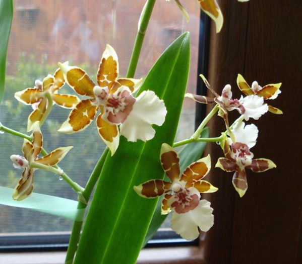flori delicate (1) - phalenopsis si alte orhidee