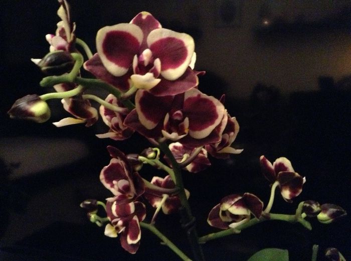 Phal. Brown Suger