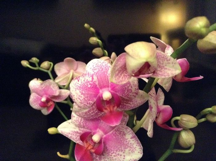 Phal Rare Vintage Private Reserve