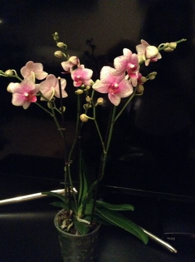 Phal Rare Vintage Private Reserve