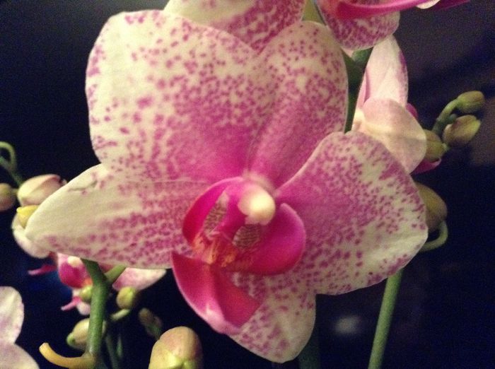 Phal Rare Vintage Private Reserve