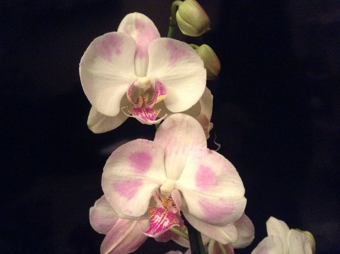 image - Phalaenopsis si Doritaenopsis