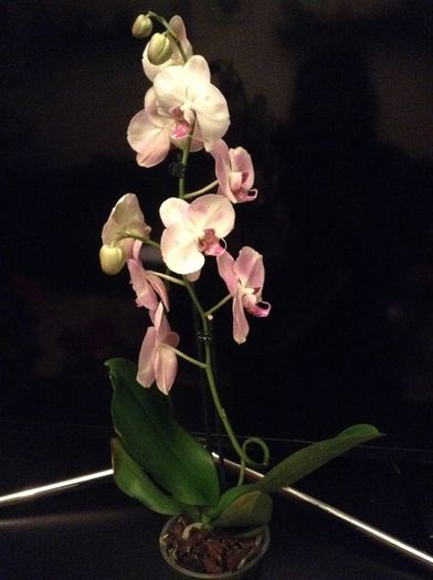 image - Phalaenopsis si Doritaenopsis