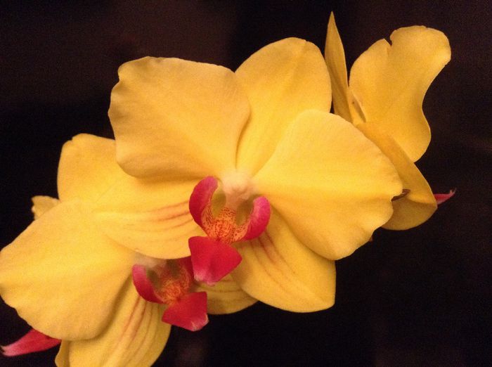 image - Phalaenopsis si Doritaenopsis