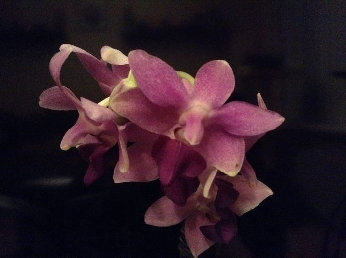 Dtps. Kenneth Schubert x Dtps.Purple Gem ‘aida’