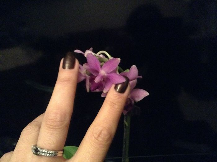 Dtps. Kenneth Schubert x Dtps.Purple Gem ‘aida’