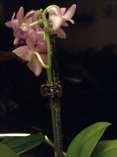 Dtps. Kenneth Schubert x Dtps.Purple Gem ‘aida’