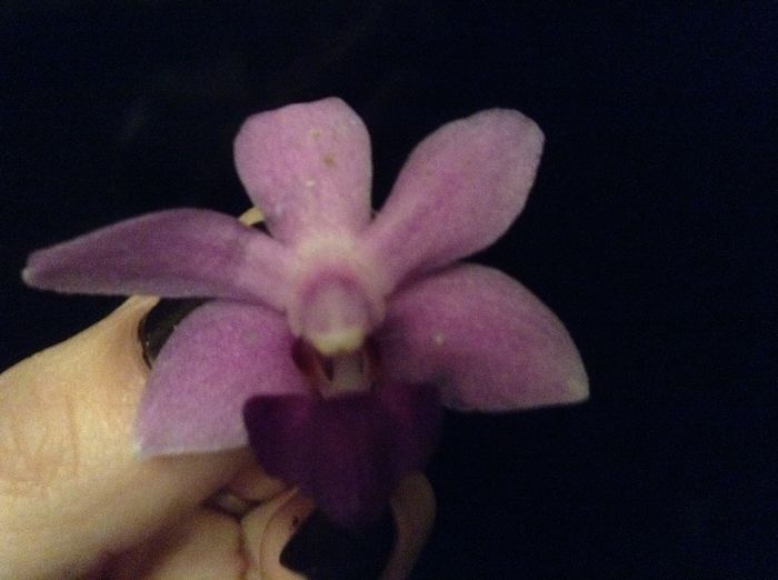 Dtps. Kenneth Schubert x Dtps.Purple Gem ‘aida’