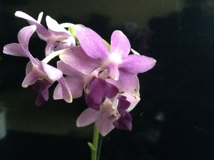 Dtps. Kenneth Schubert x Dtps.Purple Gem ‘aida’