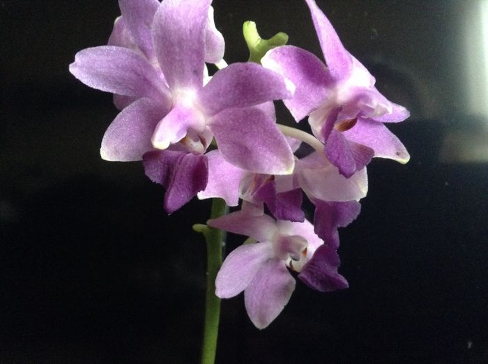 Dtps. Kenneth Schubert x Dtps.Purple Gem ‘aida’