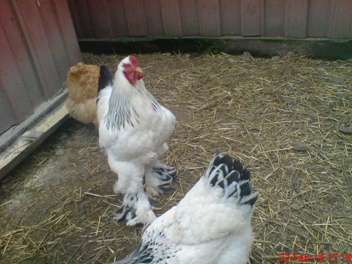 Picture 086 - Brahma Herminat Deschis Matca 2014