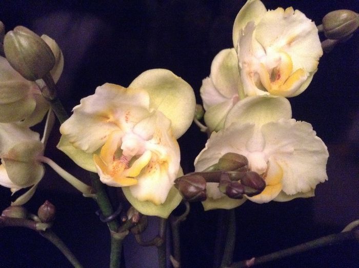 image - Phalaenopsis si Doritaenopsis