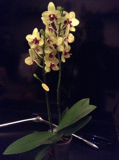 Phalaenopsis Tying Shing Ruby x Phal Taipei Gold - Phalaenopsis si Doritaenopsis