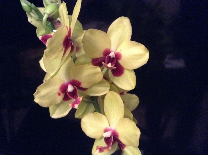 Phalaenopsis Tying Shing Ruby x Phal Taipei Gold - Phalaenopsis si Doritaenopsis