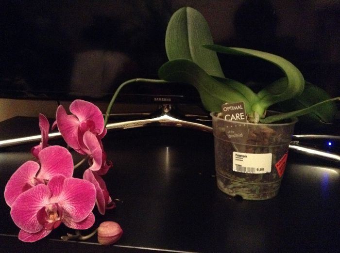 image - Phalaenopsis si Doritaenopsis