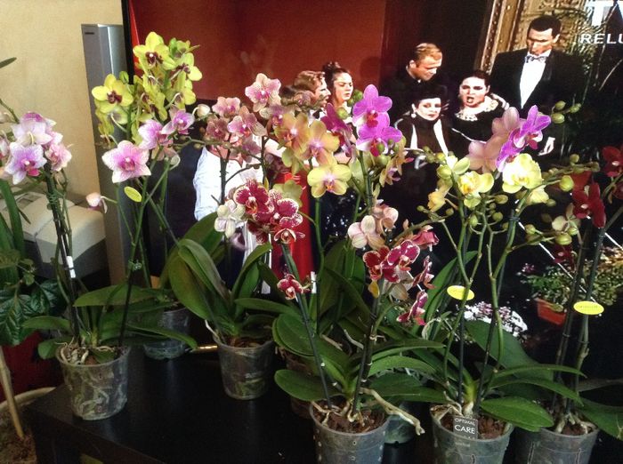 Ma amuza teribil imaginea artistilor cu gurile larg cascate parca privindu-mi orhideele