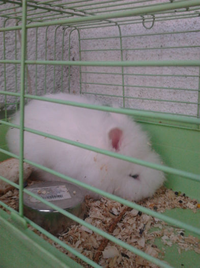 angora - Animalutele mele