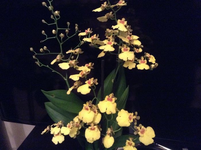 image - Oncidium