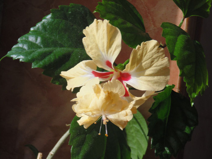 DSC00761 - Hibilicii mei