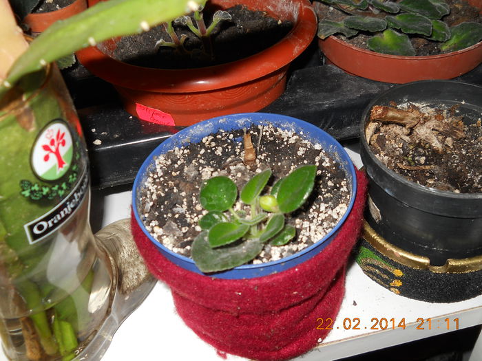 Chirita Tamiana