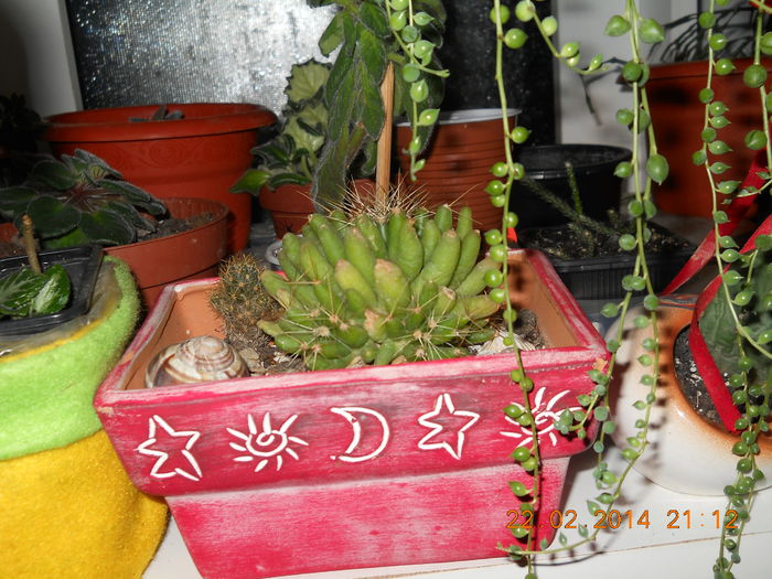 Cactus - FEBRUARIE 2014