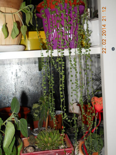 Senecio