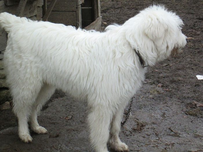 IMG_1456 - cateii mei mioritic