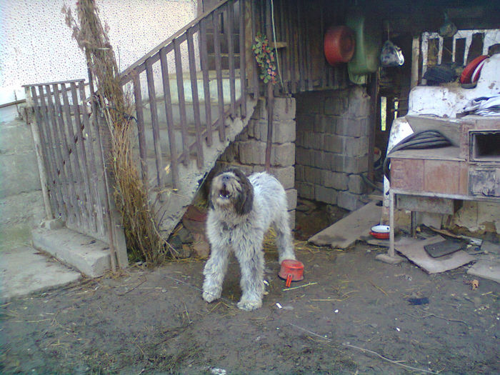 pt domnu IACOB; amara
