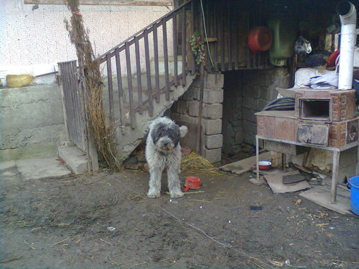 pt domnu IACOB; amara
