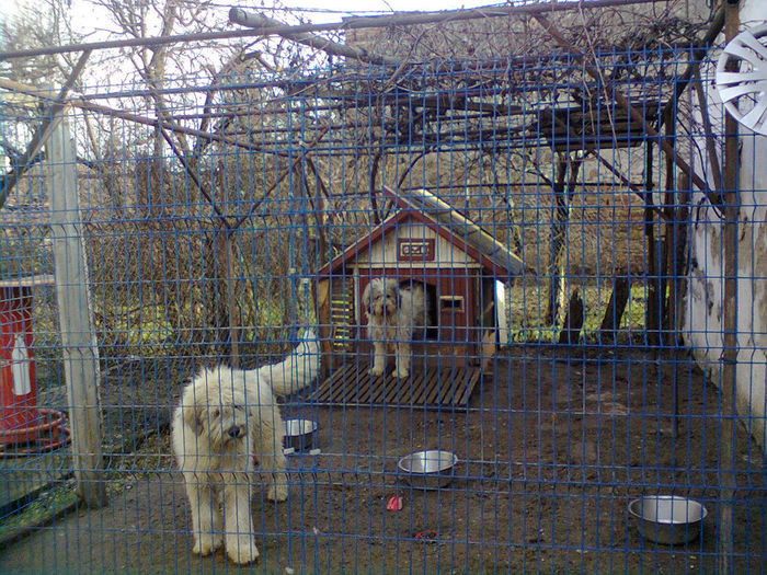 pt domnu IACOB; aluna de codrii maramuresului in fata si mama in cusca
