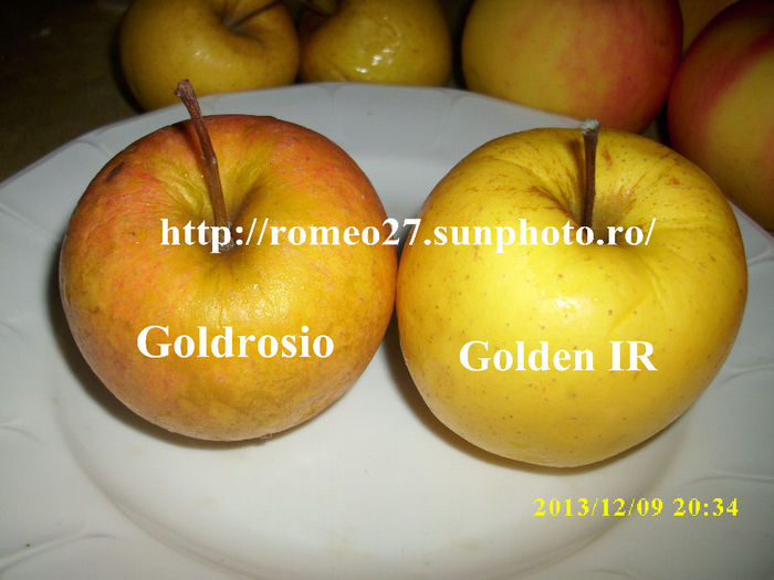 Goldrosio & Golden IR - Mar Goldrosio