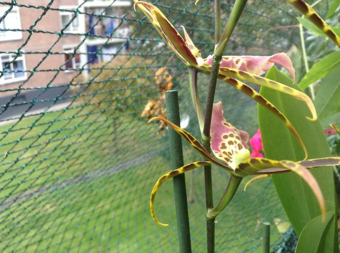 Miltassia Shelob; Producand glucoza.
Cand am descoperit micile brobonele dulci, am inghetat nestiind ce a patin frumoasa mea :)))
