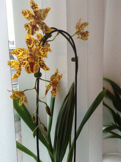 Odontocidium Hansueli Isler. - Odontocidium Hansueli Isler