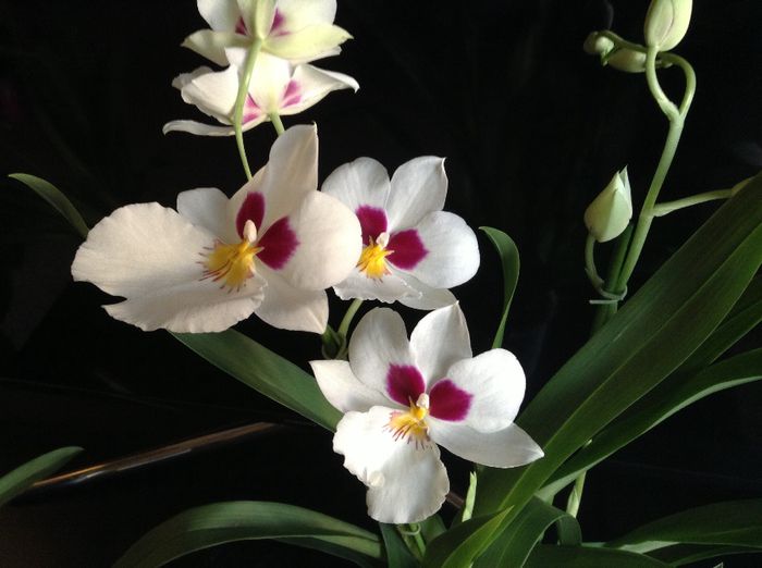 image - Miltonia